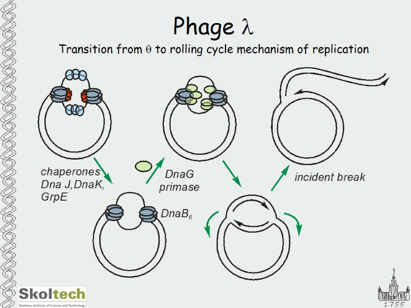 Phage l Transition from  to rolling cycle mechanism of replication